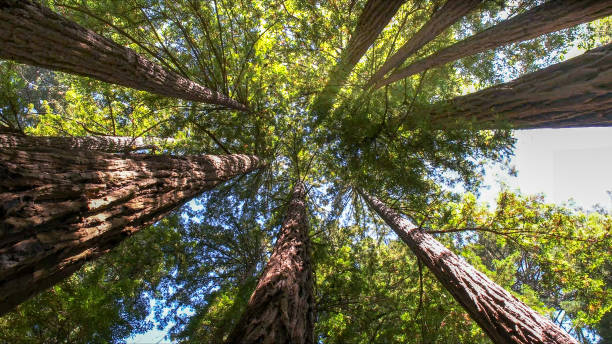 How Our Tree Care Process Works  in  Rolling Hills, CA