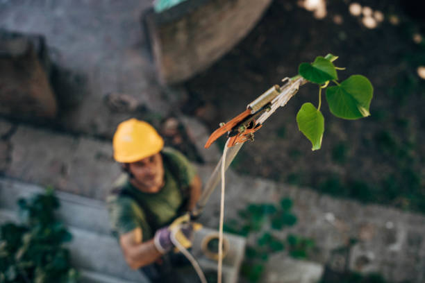 Best Leaf Removal  in Rolling Hills, CA