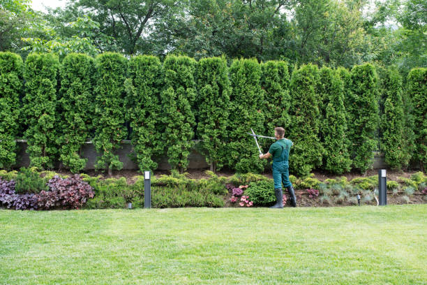 Best Lawn Renovation and Restoration  in Rolling Hills, CA