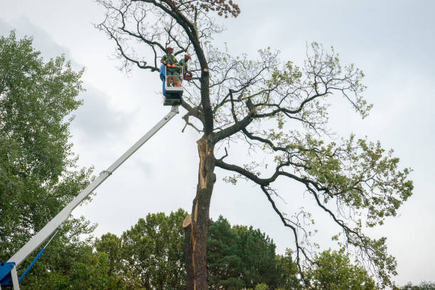 Rolling Hills, CA Tree Care  Company