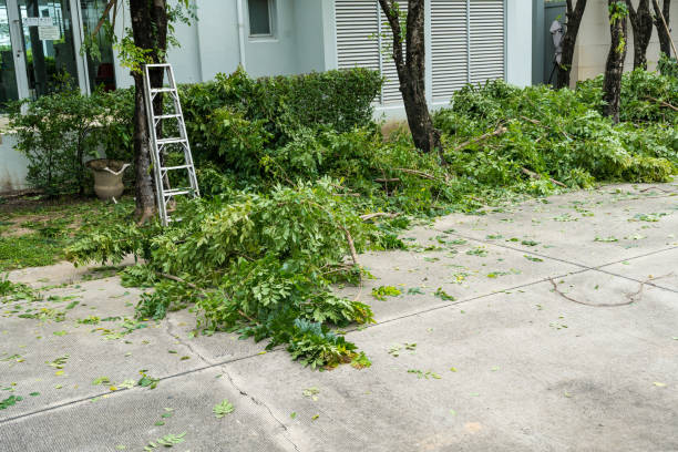  Rolling Hills, CA Tree Services Pros