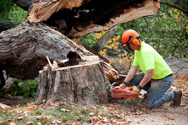 Best Tree Risk Assessment  in Rolling Hills, CA