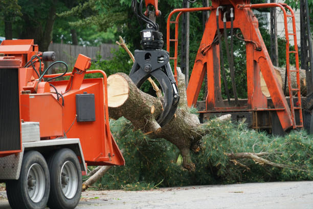 Best Storm Damage Tree Cleanup  in Rolling Hills, CA